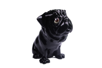 Brillennase "Brillenhund Mops"